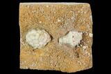 Fossil Crinoid Plate - Missouri #103524-1